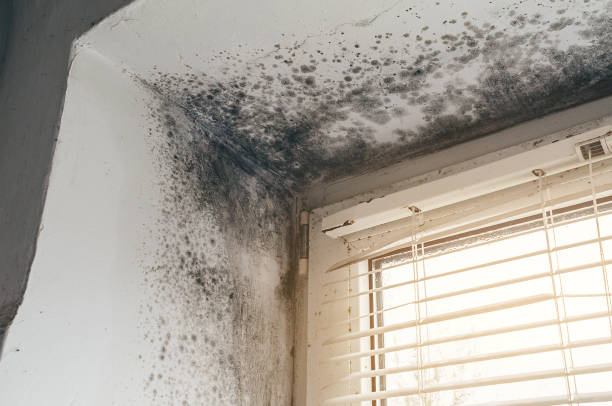 Affordable Mold Remediation solutions in Lexington, NC